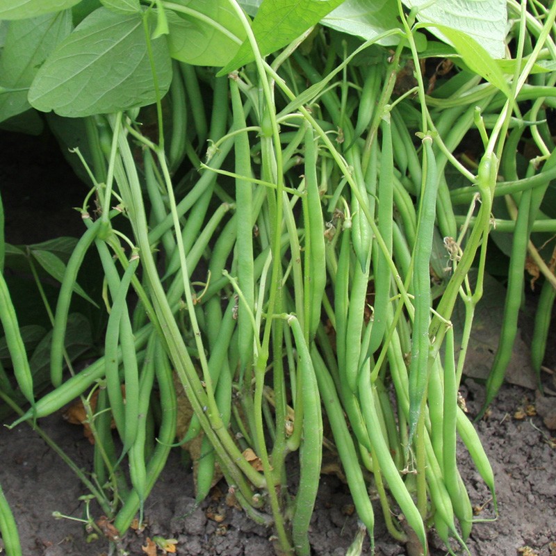New Kings Vegetable Seeds Dwarf French Bean 'Faraday' New Variety
