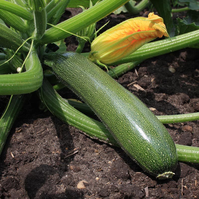 Zucchini / courgette