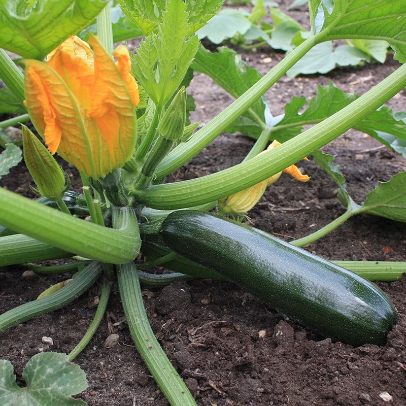Black Beauty COURGETTE Organic 20 Seeds 