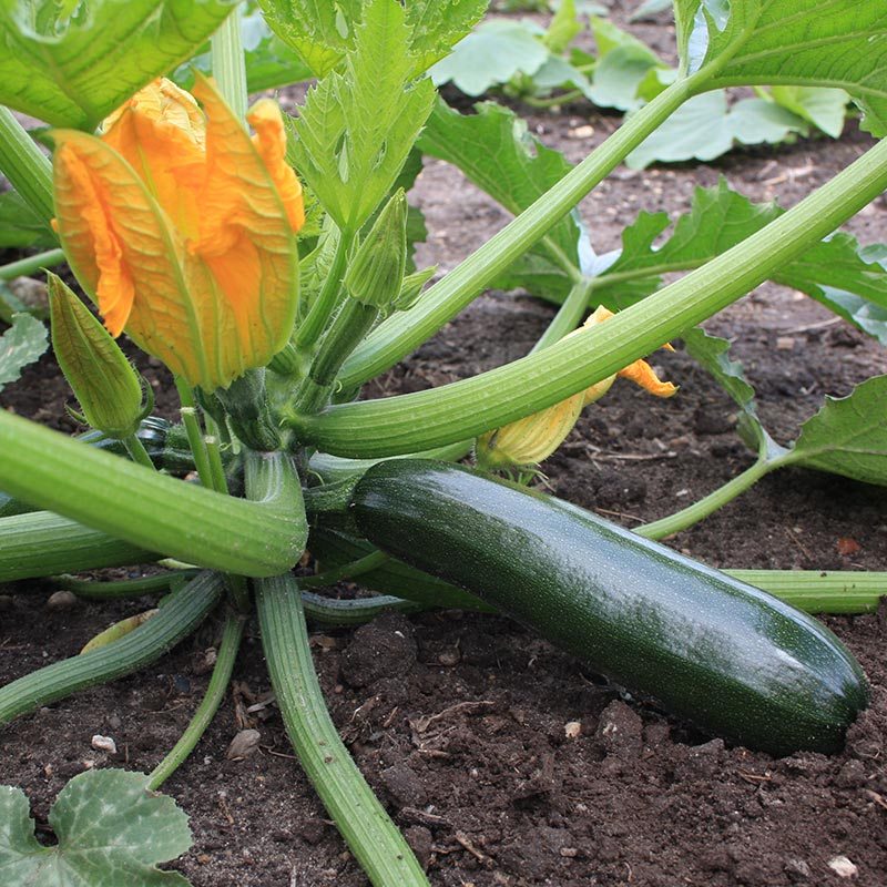  Courgette Black Beauty