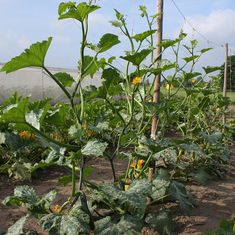 Courgette Ola Escaladora - Graines Baumaux