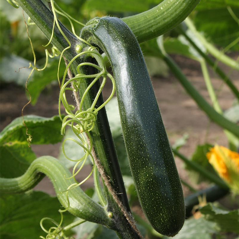 Courgette Ola Escaladora - Graines Baumaux