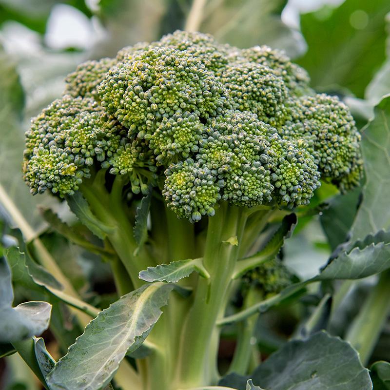 Broccoli Bobby