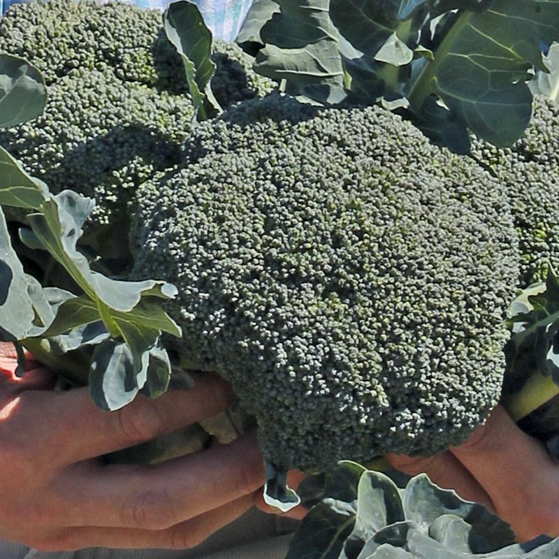 Broccoli Covina F1 – Brassica oleracea