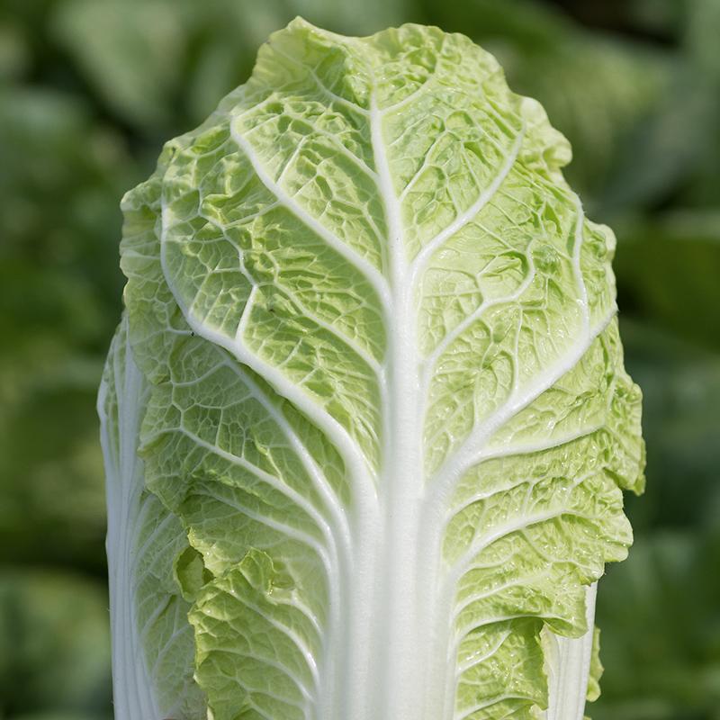 Chinese cabbage