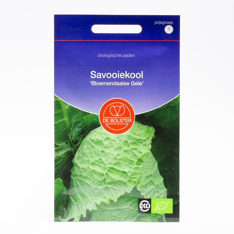 Savooiekool Bloemendaalse Gele – Brassica oleracea - 1530