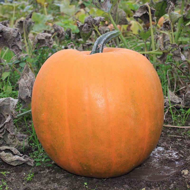 Pompoen Jack OLantern