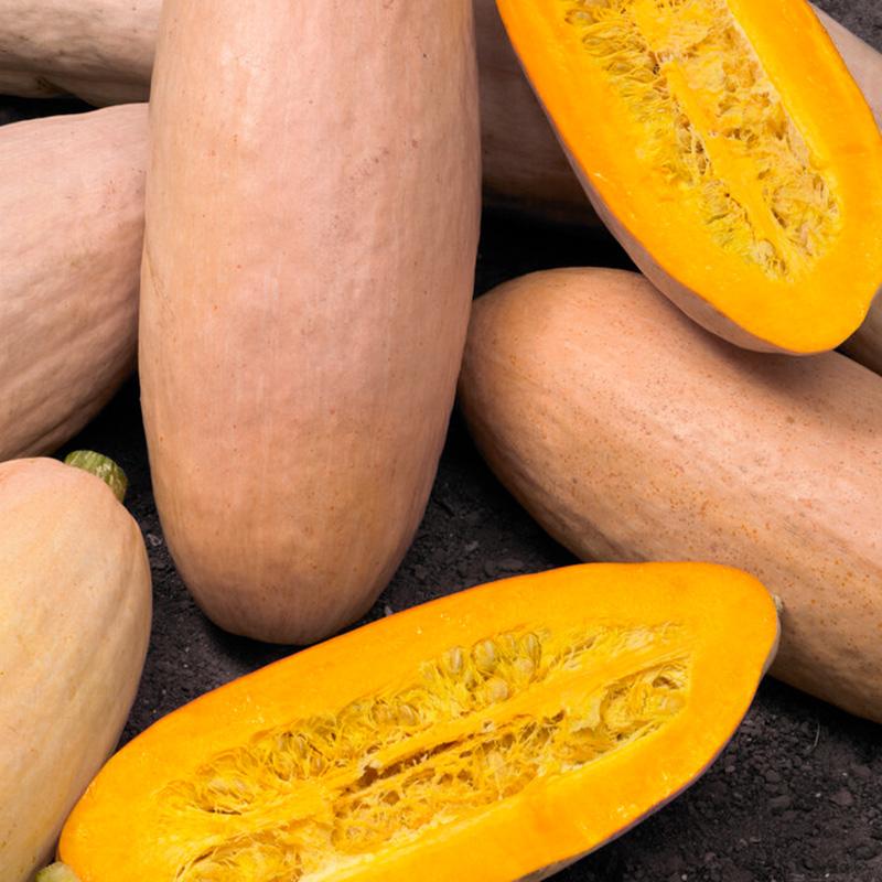 Pompoen Pink Banana Jumbo – Cucurbita maxima