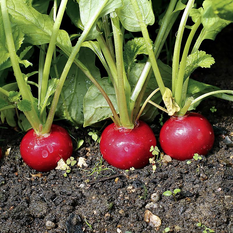 1730 Radijs Cherry Belle 