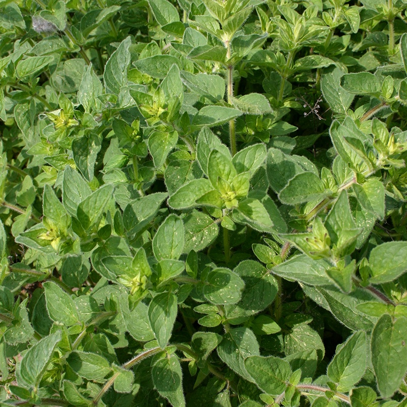 Oregano aromatico semillas 750 aprox Origanum vulgare