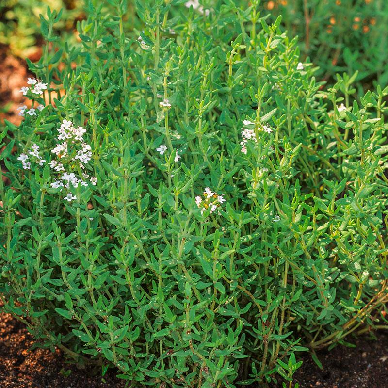 Summer Thyme, Thymus vulgaris