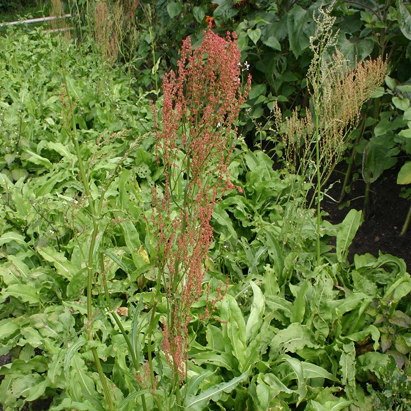 Tuinzuring