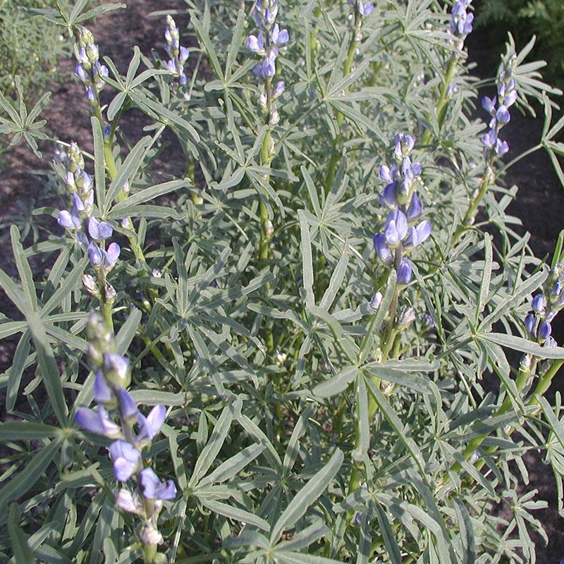 Blauwe lupine - Groenbemester