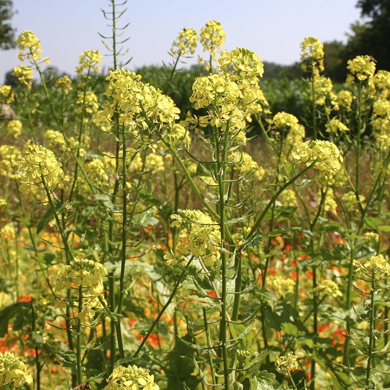 Gele mosterd - Groenbemester – Sinapis alba