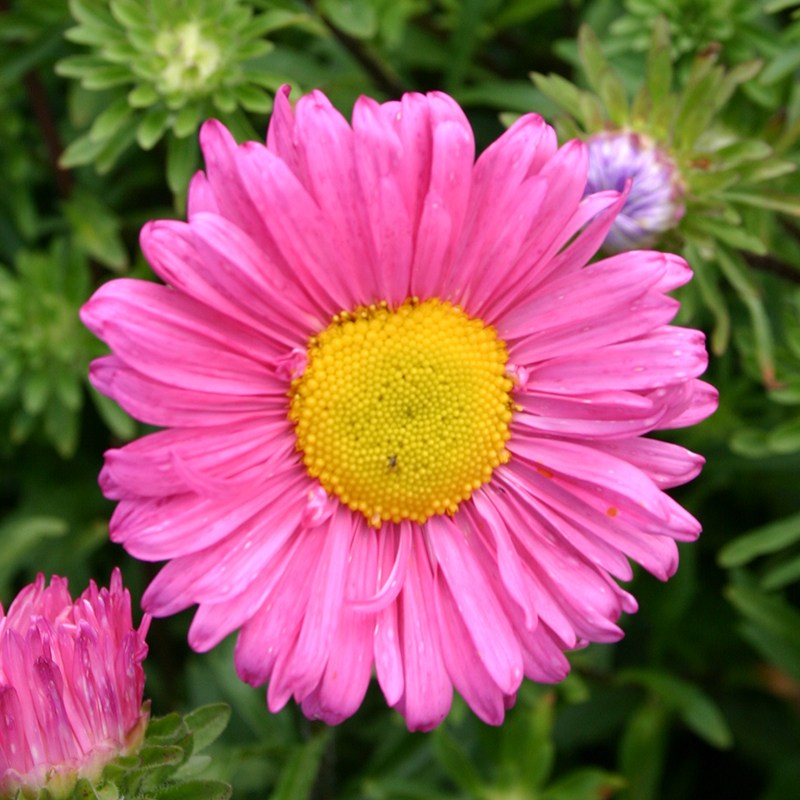 China Aster, single-flowered | Callistephus chinensis | De Bolster ...