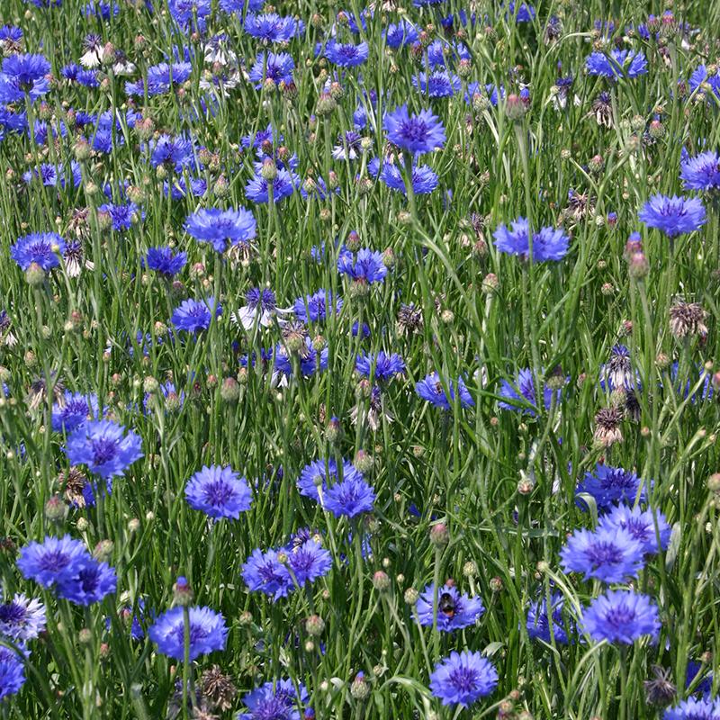 Cornflower | Centaurea cyanus | De Bolster Organic Seeds