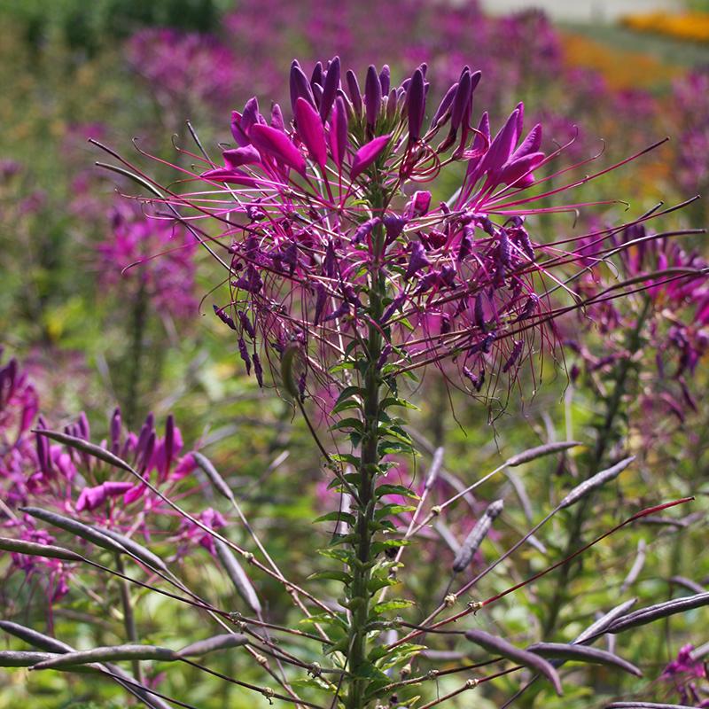 Spider Flower, purple Cleome spinosa De Bolster