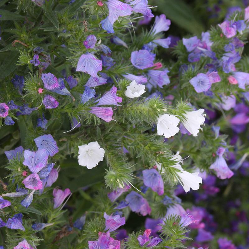 Slangenkruid – Echium plantagineum