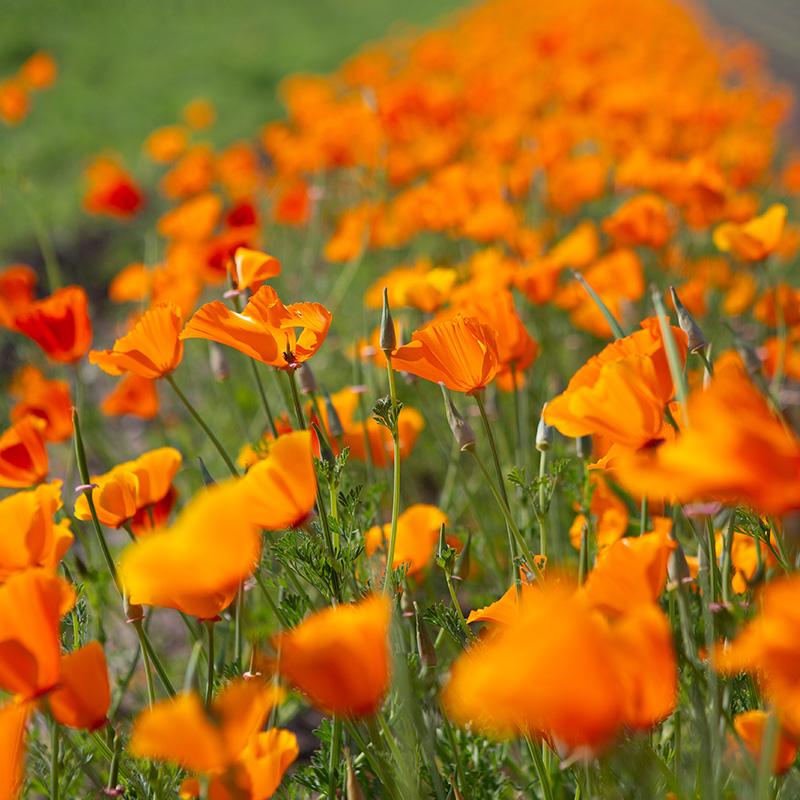 Slaapmutsje, oranje - Eschscholzia californica