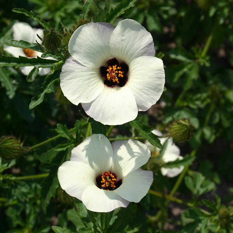 Drie-urenbloem – Hibiscus trionum