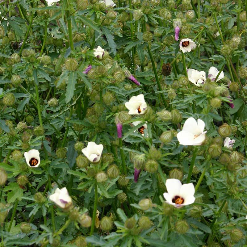 Flowerofanhour Hibiscus trionum De Bolster Organic Seeds