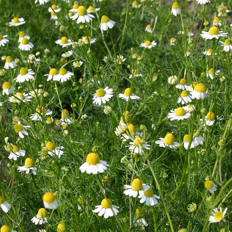 Wafer Herb Seeds 2500 Seeds Chamomile Lawn.