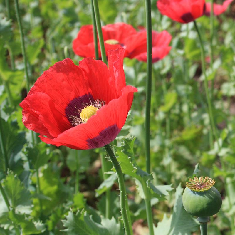 Opium Poppy, red, Papaver somniferum