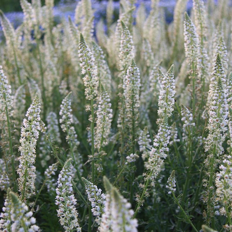 White Reseda alba De Bolster Organic Seeds