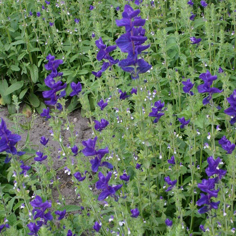 Bonte salie, paars – Salvia viridis