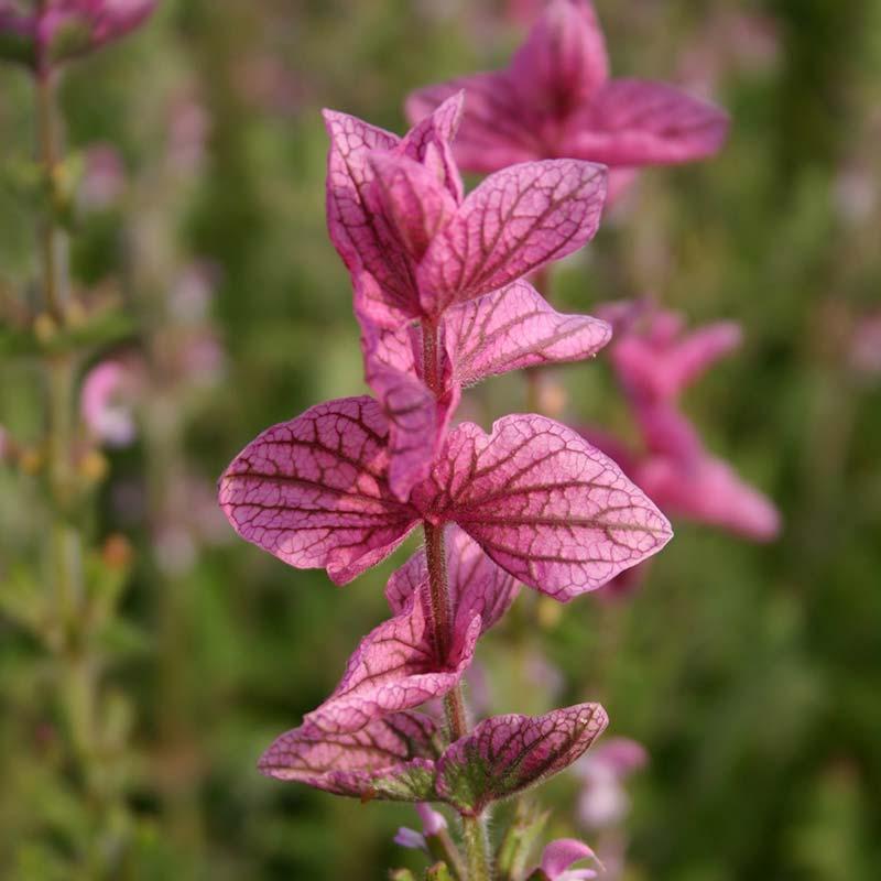 Bonte salie, roze – Salvia viridis
