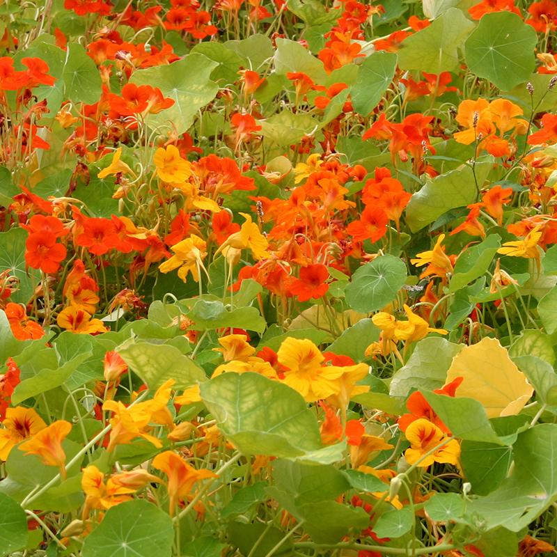 Image of Nasturtiums and pak choi