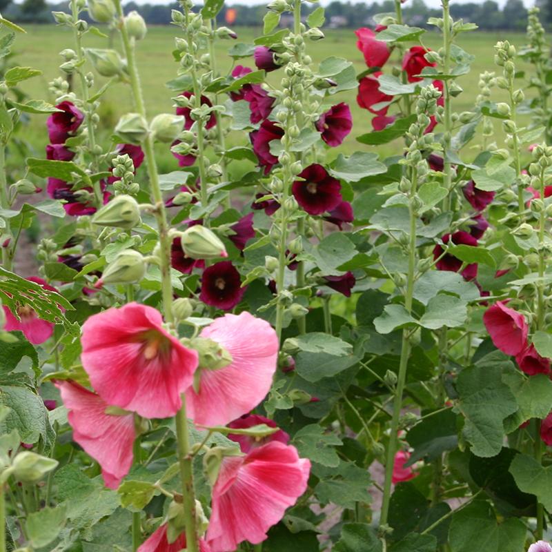 Hollyhock, mixed, Alcea rosea