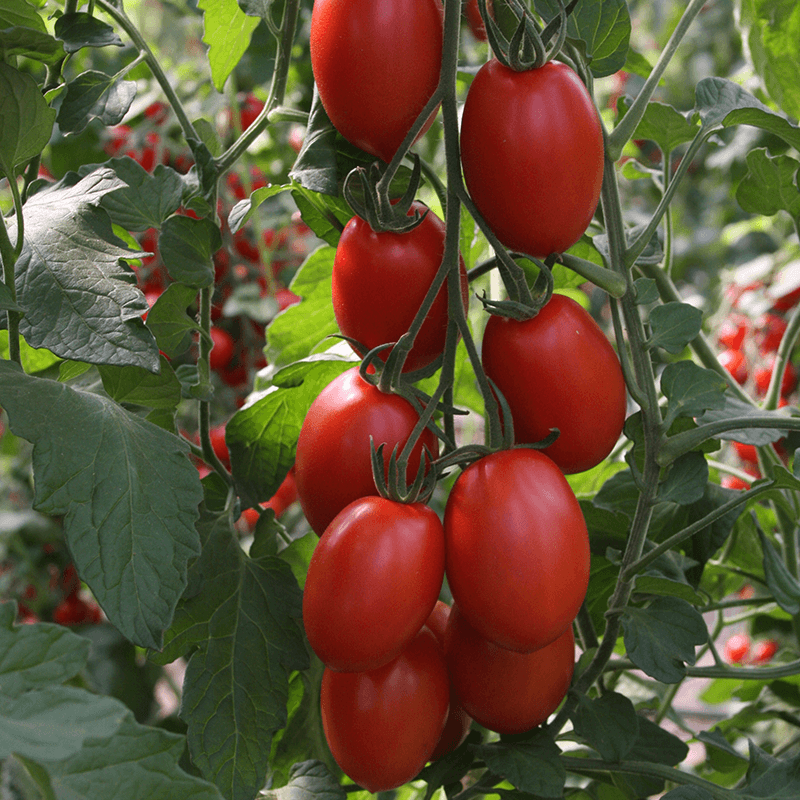 Plum Tomato Bolstar Sensatica F1 – Solanum lycopersicum