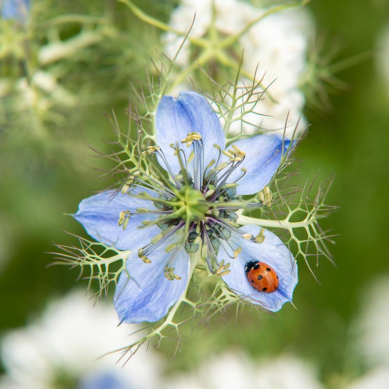 Nigelle 'Love in the mist'(Nigella damascena) - Le jardin des vie-la-joie