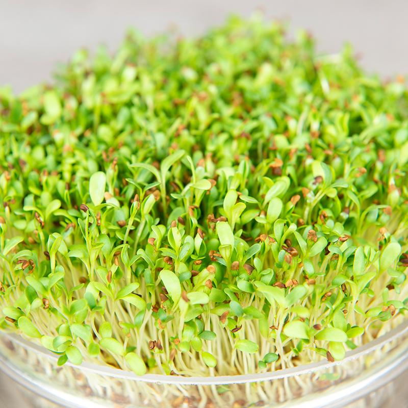 Kiemgroente alfalfa