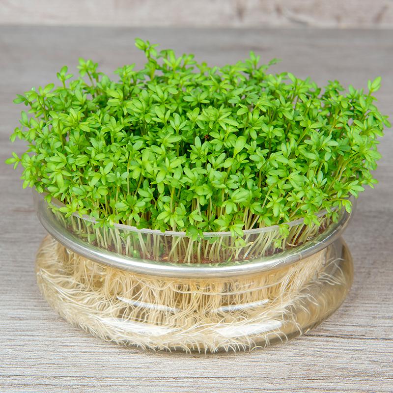 Garden Cress - Sprouting Seeds, Lepidium sativum