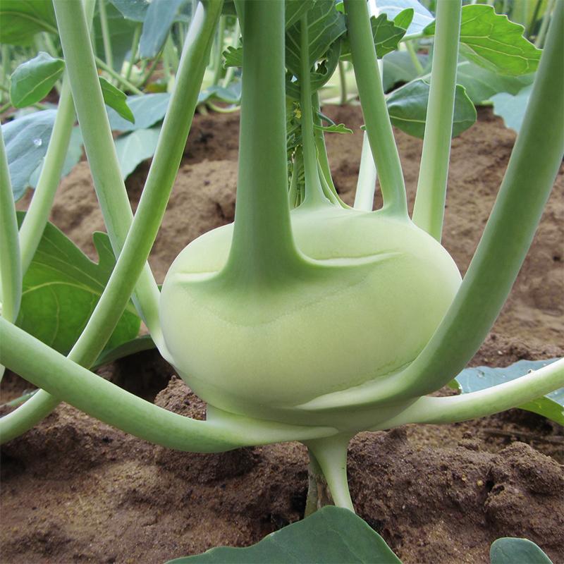 Koolrabi Konan F1 – Brassica oleracea