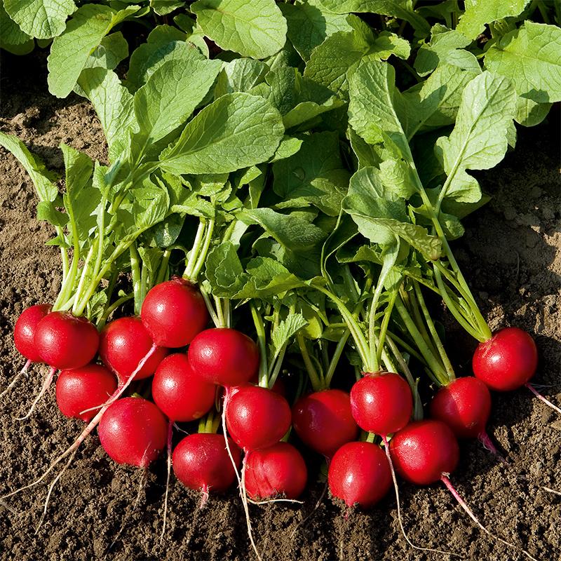 Radijs Rudolf – Raphanus sativus