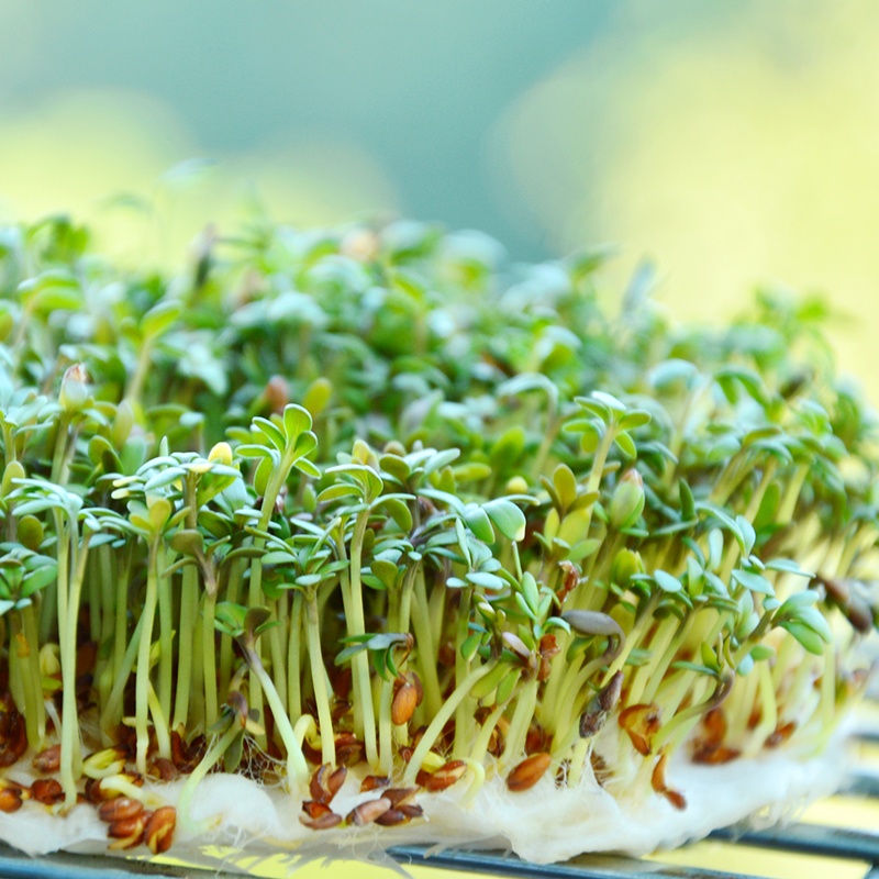 Garden Cress Sprouting Seeds Lepidium sativum De Bolster Organic