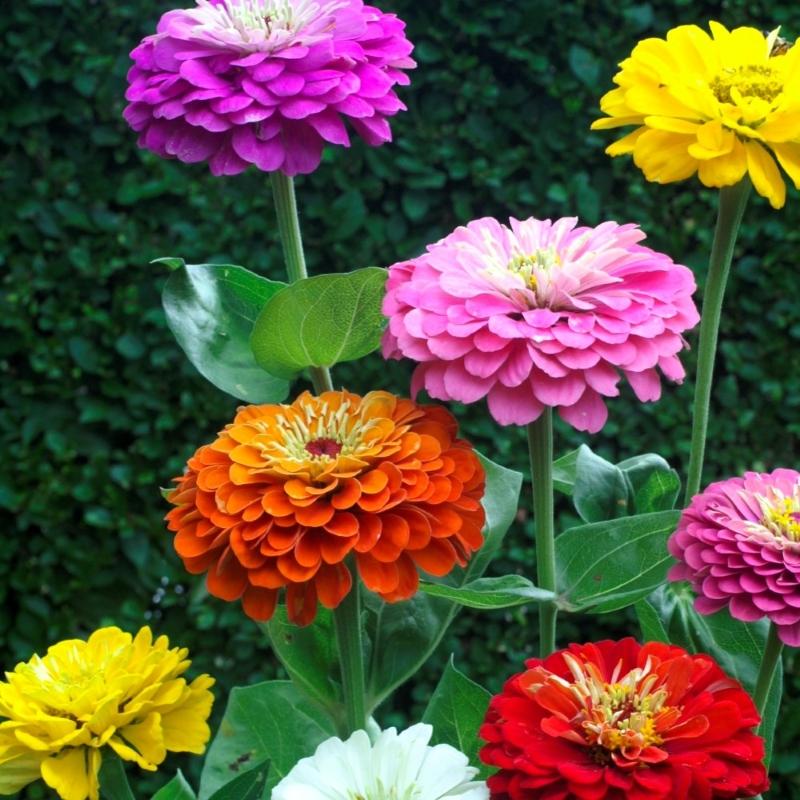 Zinnia Dahlia Flowered Mix – Zinnia elegans