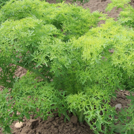 Bladmosterd ‘Golden Frills’