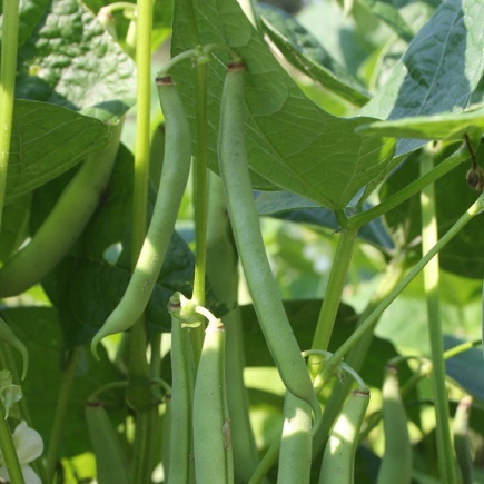Stamslaboon Dubbele witte zonder draad