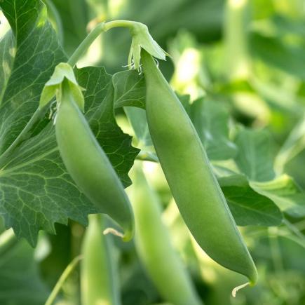 Sugar snap Nairobi – Pisum sativum