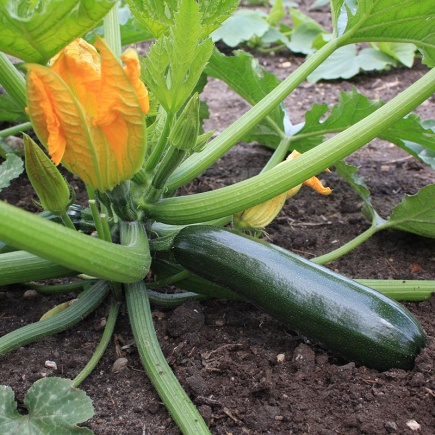 Courgette Black Beauty