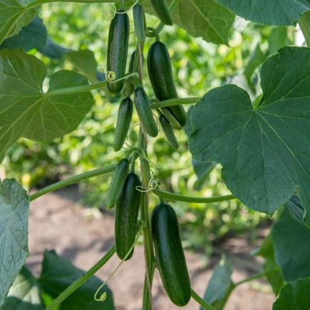 Snack-komkommer Kaikura F1 – Cucumis sativus