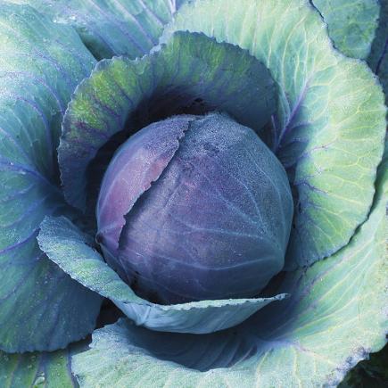 Red Cabbage 'Langedijker Bewaar 2' – Brassica oleracea