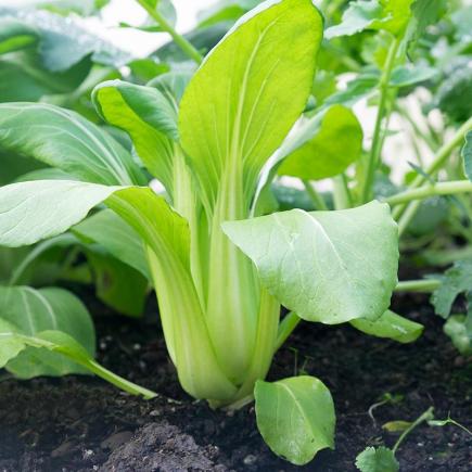 Pak Choi 'Taisai' – Brassica rapa