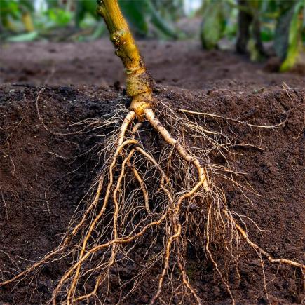 Pepper Rootstock 'Skyborn F1' – Capsicum annuum