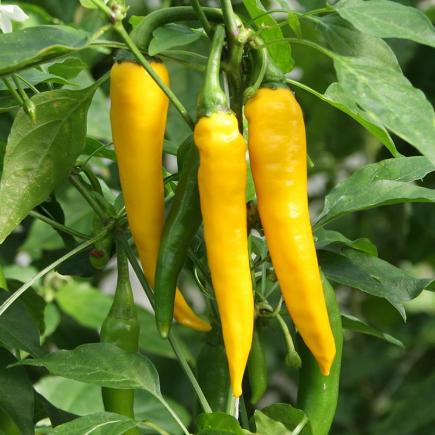 Peper Koh Chang