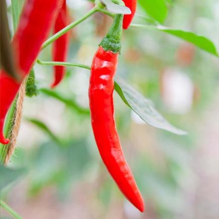 Peper Westlandse Lange Rode